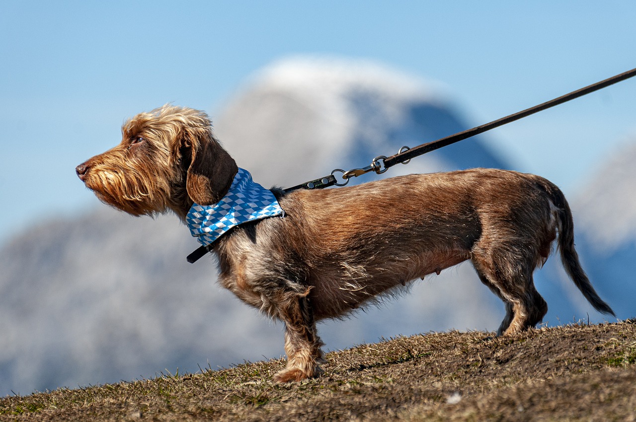 The Best Leashes and Harnesses for Senior Dogs